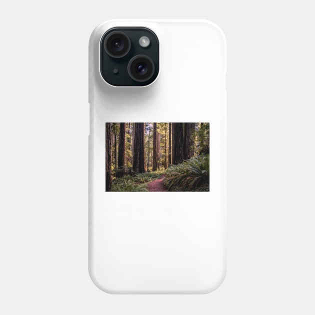 A walk in the redwoods Phone Case by blossomcophoto