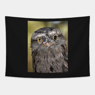 Tawny Frogmouth Portrait Tapestry