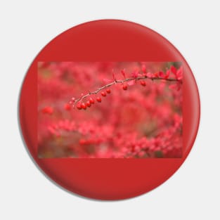 Close-up of red barberry Pin
