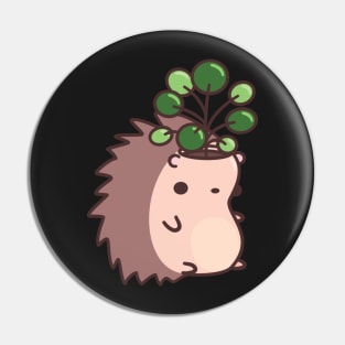 Hedgehog Planter with Pancake Plant Pin