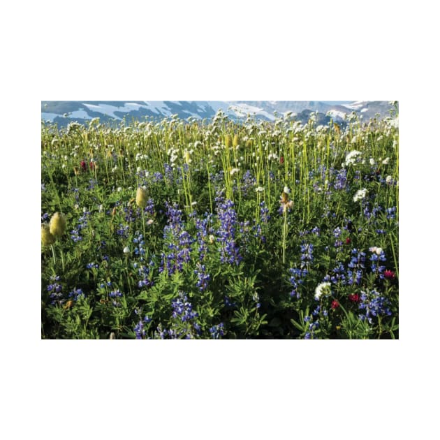 Close Up Of Wildflowers Mount Rainier National Park by HammiltenJohn