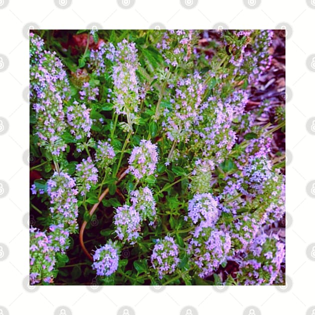 Flowering Thyme Plant by EdenLiving