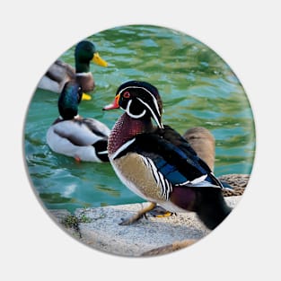 A Wood Duck At My Local Pond Pin