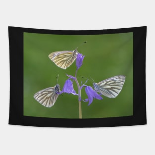 Three Green-veined White Butterflies on a Bluebell Tapestry