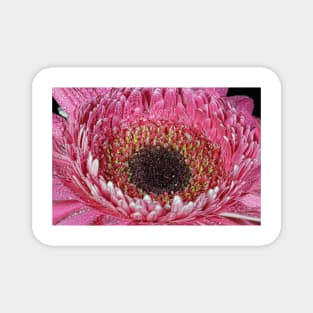 A pink Gerbera Daisy. Magnet