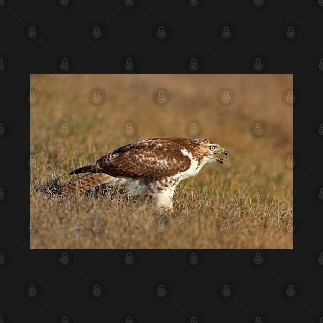 Red-tailed Hawk - juvenile by Jim Cumming