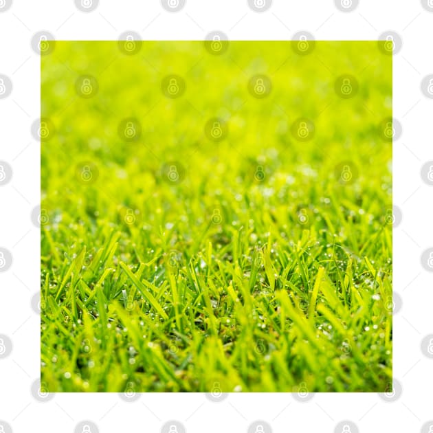 Dew Drops On Green Grass by THP Creative