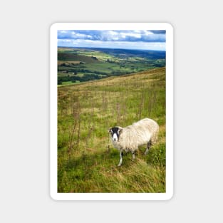 Black Face Sheep on the North York Moors Magnet