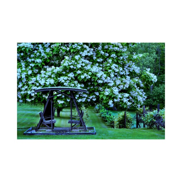 Catalpa tree in bloom by LaurieMinor