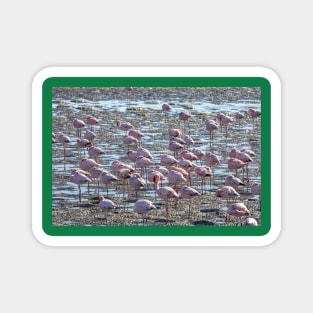 Namibia. Walvis Bay. Another Flamboyance of Flamingos. Magnet