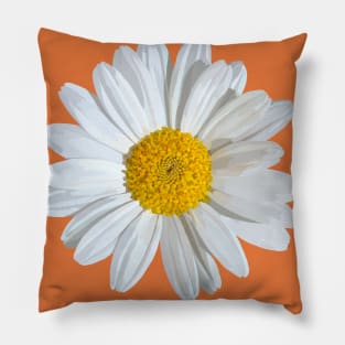 White marguerite blossom on orange Pillow