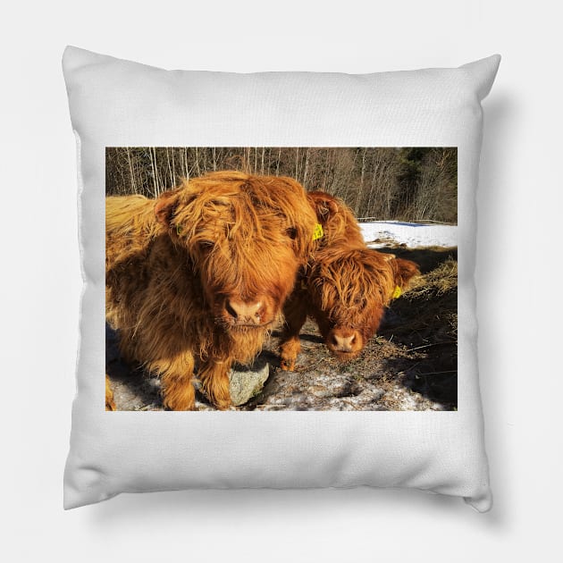 Scottish Highland Cattle Calves 1948 Pillow by SaarelaHighland