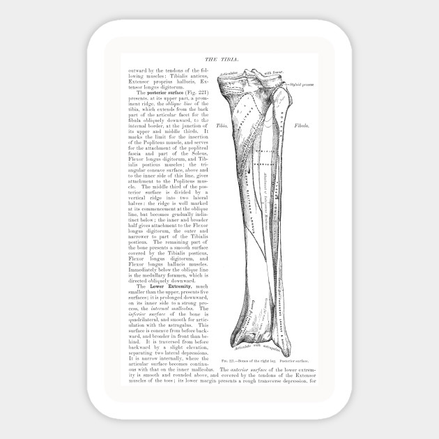 Antique Anatomy Papers Neck Gator Tibia Anatomy