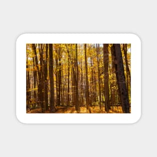 Autumn deep in forest scene on a trail Magnet