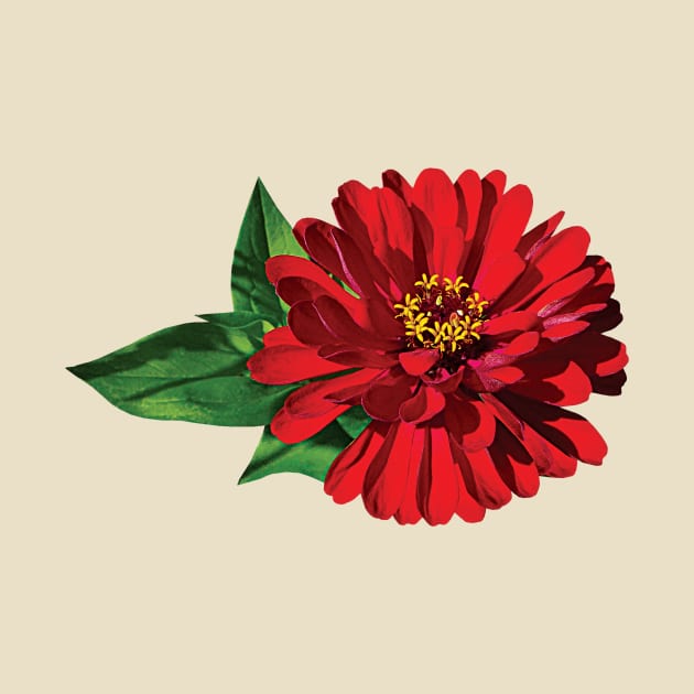 Zinnias - One Red Zinnia by SusanSavad