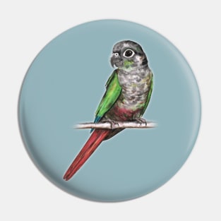 Green-cheeked conure Pin