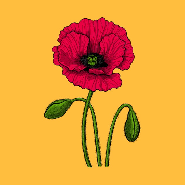 Red poppy drawing by katerinamk