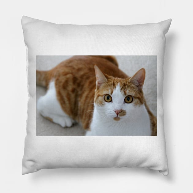 Pix Pillow by Ladymoose