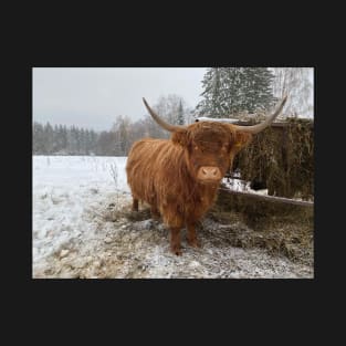 Young Highland  Cattle Cow and half eaten hay bale on a feeder T-Shirt