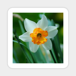 White And Yellow Narcissus Flower Magnet