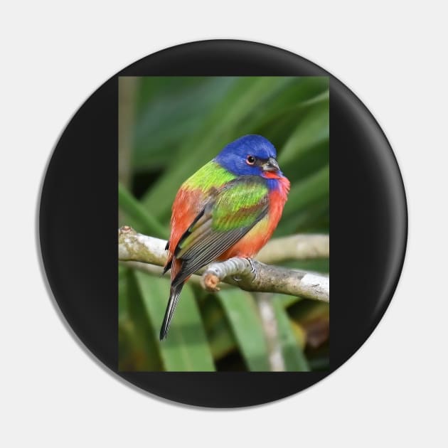 Painted Bunting Bird on Branch Pin by candiscamera