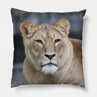 Lion 004 Pillow
