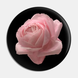 Big Pink Rose Close-up Pin