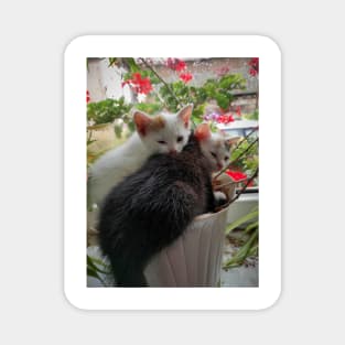 3 cats in a flower pot Magnet