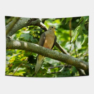 Mourning Dove Perched In a Tree Tapestry