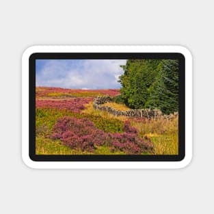 Yorkshire Moorland Heather Landscape Magnet