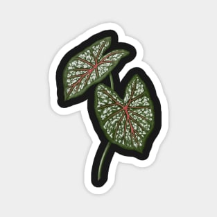 Caladium Galaxy Pink leaves Magnet