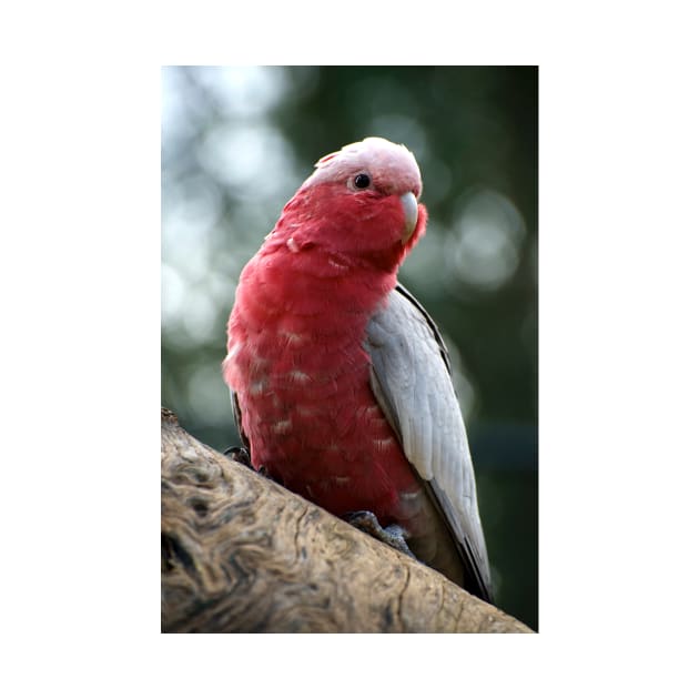 Curious Galah by GP1746