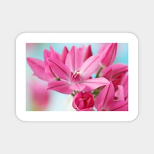 Allium oreophilum  Mountain lover  Pink lily leek  allium ostrowskianum Magnet