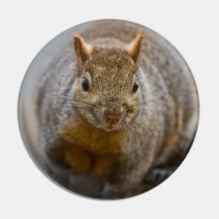 Grey Squirrel Pin