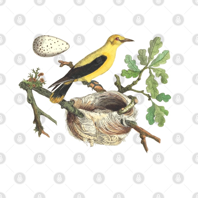 Oriole Bird Wildlife Illustration by Biophilia