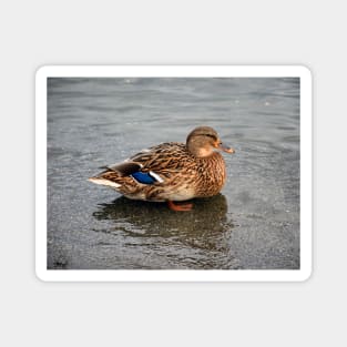 Ms. Mallard Female Duck Hen in Evening Light Magnet