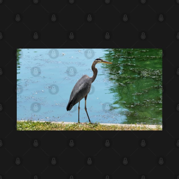 Great Blue Heron Standing By A Pond by BackyardBirder