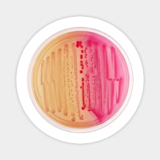 Bacterial Culture in Petri Dish Magnet