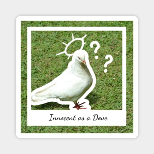 As Innocent as a Dove Magnet