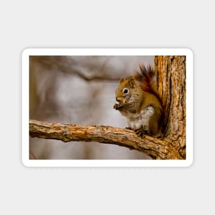 Red Squirrel Magnet