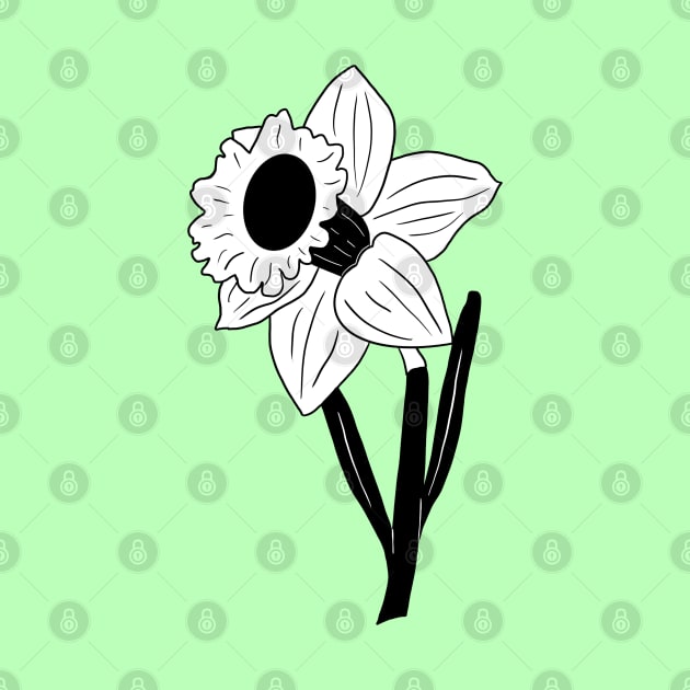 Black and White Daffodil Flower by bloomingviolets