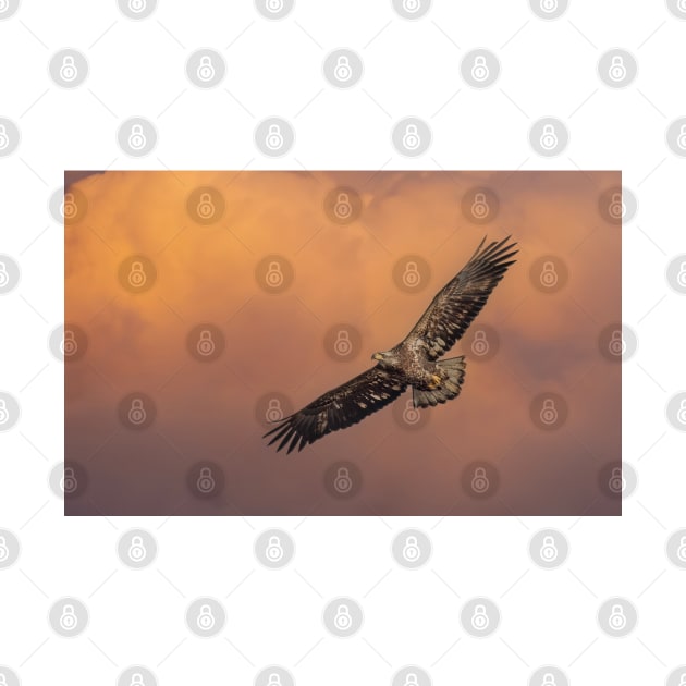 Juvenile Bald Eagle in Flight by Jim Cumming