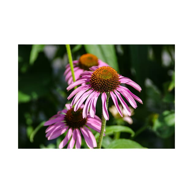 Fresh Echinacea by srosu