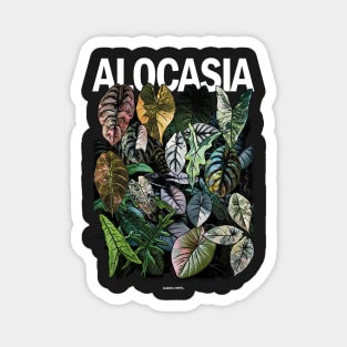 ALOCASIA JUNGLE Variegated Magnet