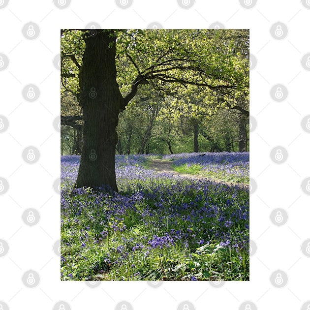 Bluebell Wood by Chris Petty