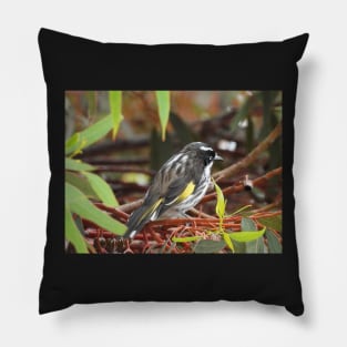 New Holland Honeyeater sitting in a Gum Tree Pillow