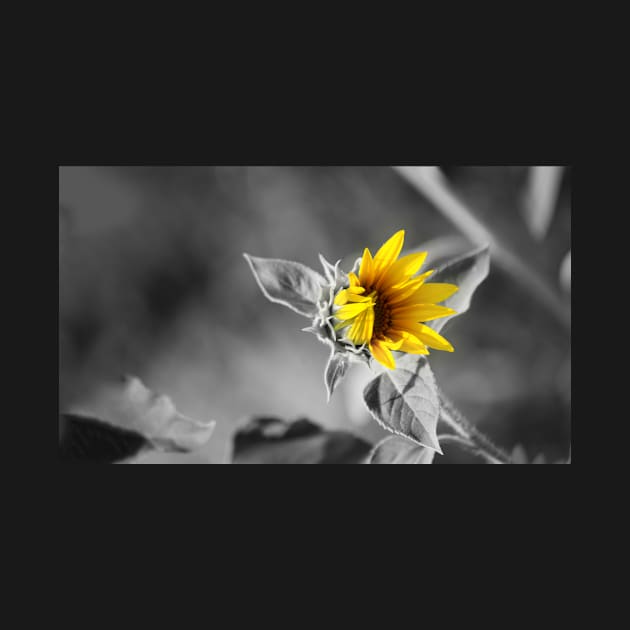 Sunflower by cinema4design