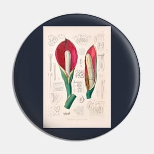 Philodendron Speciosum - Icones Aroidearum - Botanical Illustration Pin