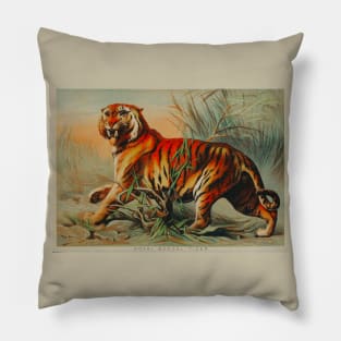 Royal bengal tiger by John Karst Pillow