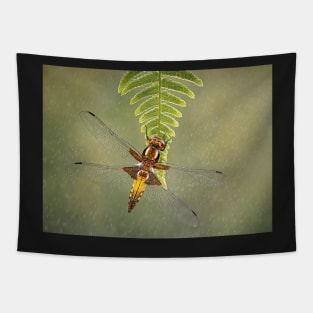 Broad-bodied Chaser female on fern Tapestry